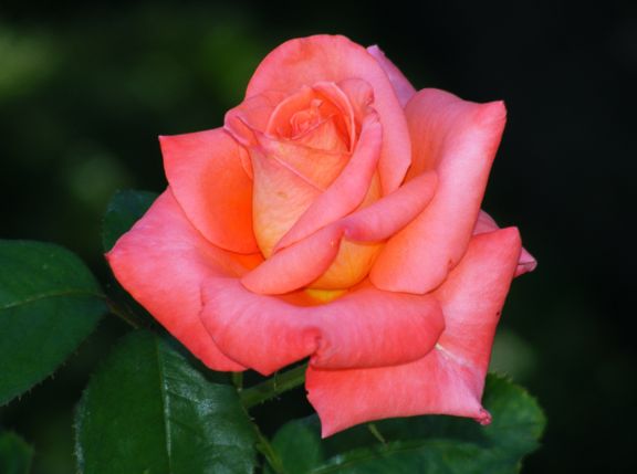 Folklore photo fkl2013_07140052_zps6574a473.jpg